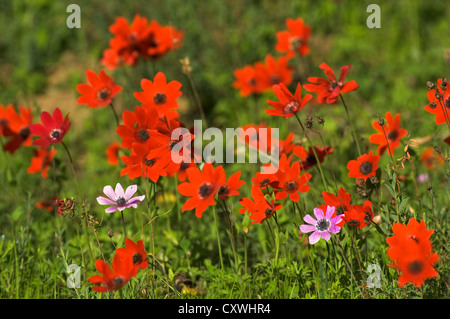 Blumen Mohn Anemone (Anemone Coronaria) auf Wiese Stockfoto