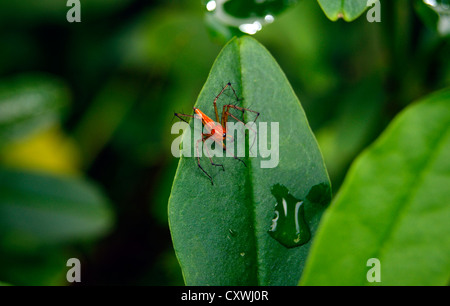 verschiedenen Beinen rote Spinne auf Green Leafs Stockfoto