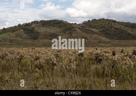 Blick auf San Agustin in Popayan Route Kolumbien Stockfoto