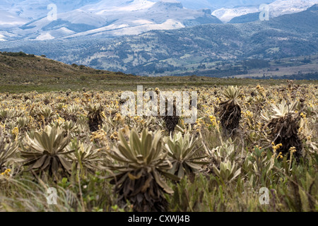 Blick auf San Agustin in Popayan Route Kolumbien Stockfoto