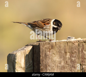 Reed Bunting Stockfoto