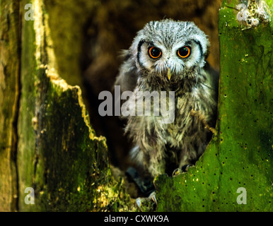 Englische Schule der Falknerei und Greifvogel Zentrum Biggleswade England UK Stockfoto