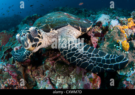 Porträt Hawksbill Turtle, Eretmochelys Imbricata, Nusa Tenggara, Indonesien, Komodo National Park, Pazifik Stockfoto