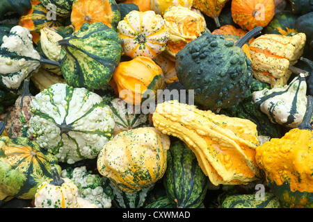 Herbst-Anzeige der verschiedenen Arten von squash Stockfoto