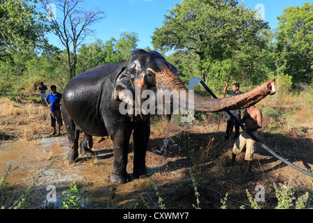 Mahout Waschen eine große asiatische Elefantenbulle Stockfoto