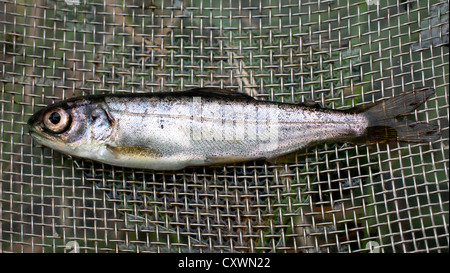 Juvenile Lachs - Braten Stockfoto