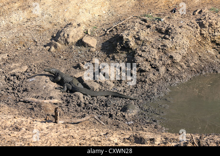 Großen Waran im Minneriya Nationalpark, Sri Lanka. Stockfoto