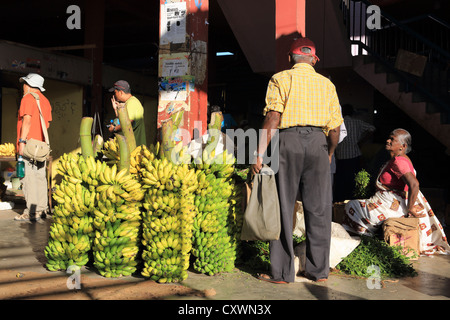 Reife Bananen zum Verkauf bei Trincomalee Zentralmarkt. Stockfoto