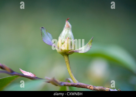 Acer Pseudoplatanus Bergahorn Bud Stockfoto