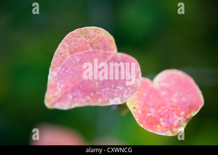 Disanthus Cercidifolius verlässt in den Herbst herzförmigen Blättern Stockfoto