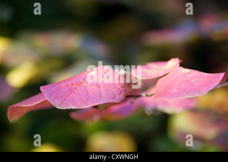 Disanthus Cercidifolius verlässt in den Herbst herzförmigen Blättern Stockfoto