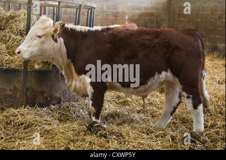 Hereford-Rinder im Stall Scheune auf Hof in Herefordshire, England UK Stockfoto