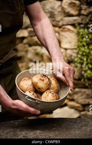 Mann mit Schüssel mit frisch gepflückten Kartoffeln Stockfoto