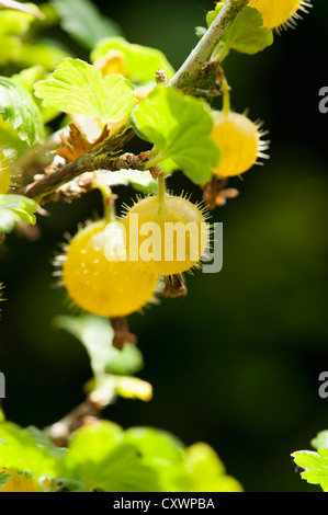 Nahaufnahme von Stachelbeeren auf bush Stockfoto