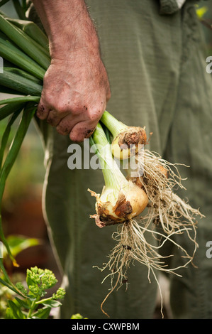 Mann halten frisch gepflückt Zwiebeln Stockfoto