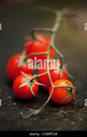 Nahaufnahme von Kirschtomaten an Rebstöcken Stockfoto