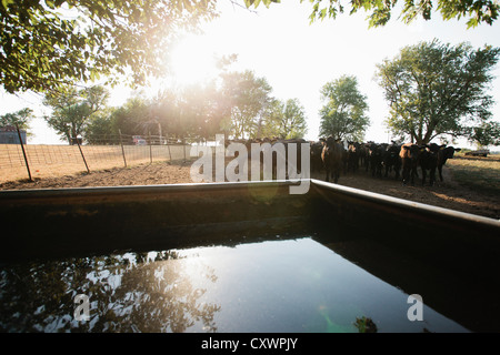 Kühe im Bereich von Wassertank Stockfoto