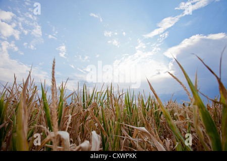 Mais-Feld unter blauem Himmel Stockfoto