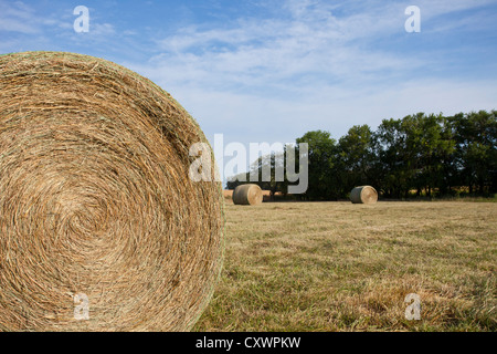 Nahaufnahme von Heuballen in Feld Stockfoto