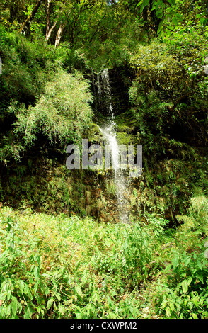 Bewegung des Wassers Strom auf dem Wald-Hintergrund, Nepal Himalaya Wald Stockfoto