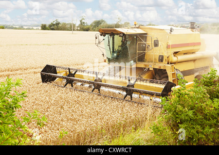 Dreschmaschine in Ernte Bereich arbeiten Stockfoto
