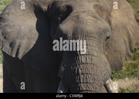 Elefant Stier schließen sich Stockfoto