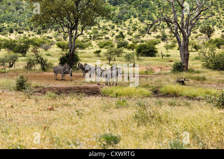 Zebras (Miscanthus Sinensis Zebrinus), Krüger Nationalpark, Südafrika Stockfoto