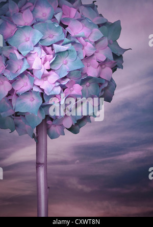 Nahaufnahme von lila und grüne Blumen Stockfoto