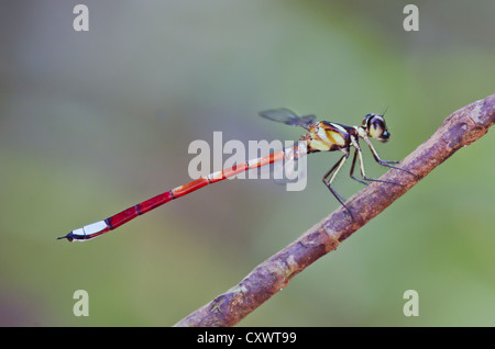 Rhinagrion Macrocephalum, männlich. Damselfly Stockfoto