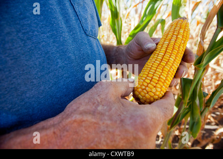 Landwirt Prüfung Ähre Stockfoto