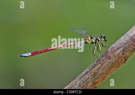 Rhinagrion Macrocephalum, männlich. Damselfly Stockfoto