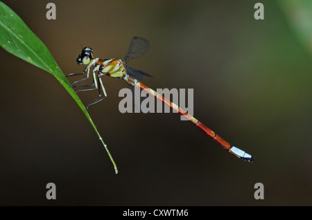 Rhinagrion Macrocephalum, männlich. Damselfly Stockfoto