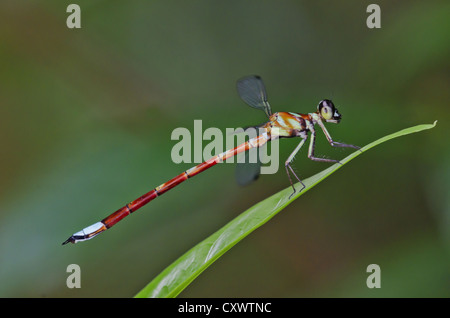 Rhinagrion Macrocephalum, männlich. Damselfly Stockfoto