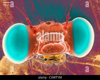Scanning Electron Schliffbild von einem damselfly Stockfoto