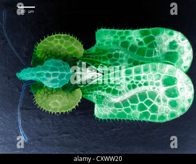 Scanning Electron Schliffbild eines Spitzen-Fehlers Stockfoto