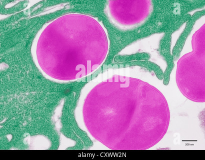 Transmission Electron Schliffbild von Staphylococcus Stockfoto