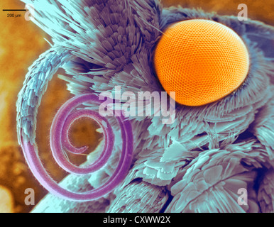 Scanning Electron Schliffbild der Motte Kopf Stockfoto