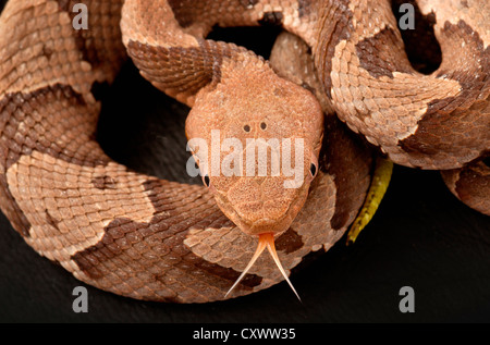 Südlichen Copperhead Schlange, Agkistrodon contortrix Stockfoto