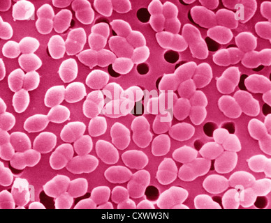 SEM von Gram-positiven Enterococcus Bakterien Stockfoto