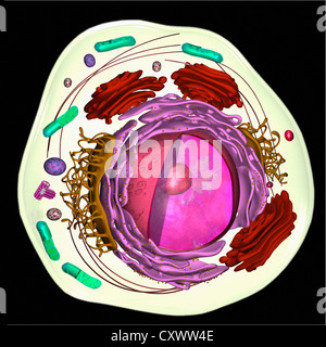 3D-Modell einer eukaryotischen Zelle Stockfoto