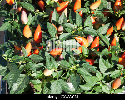 Ungarische Chili Pflanzen in einen Bauernmarkt verkauft für den Anbau von zu Hause Stockfoto