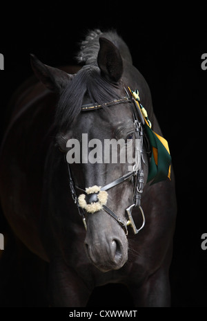 Trakehner Hengst mit klassischen Zaum auf schwarzem Hintergrund isoliert Stockfoto