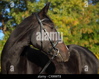 Eine junge Stute Holstein (Art der Warmblut). Low Key Porträt / Tageslicht Stockfoto