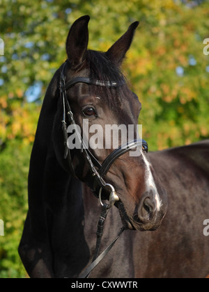 Eine junge Stute Holstein (Art der Warmblut). Low Key Porträt / Tageslicht Stockfoto