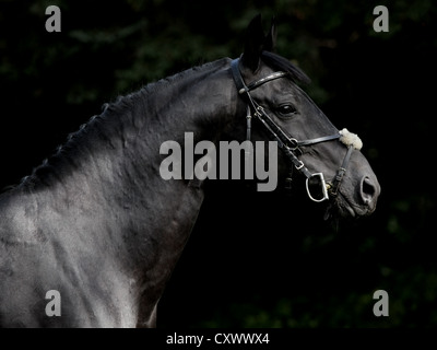 Trakehner Hengst mit klassischen Zaum auf schwarzem Hintergrund Stockfoto