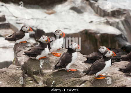 Eine Gruppe von Papageientauchern ruht auf Felsen bei windigem Wetter Stockfoto