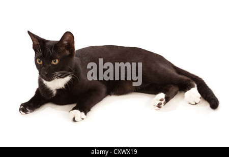 Eine junge schwarze und weiße domestizierte Katze liegend auf einem weißen Hintergrund Stockfoto