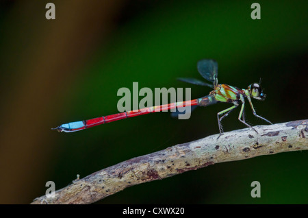 Rhinagrion Macrocephalum, männlich. Damselfly Stockfoto