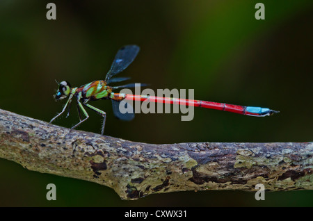 Rhinagrion Macrocephalum, männlich. Damselfly Stockfoto