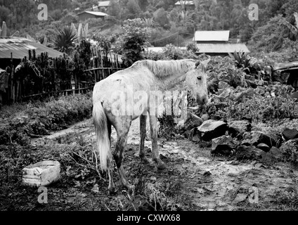 Weißes Pferd im Schlamm in der Nähe des Dorfes Jemu, Omo-Tal, Äthiopien Stockfoto